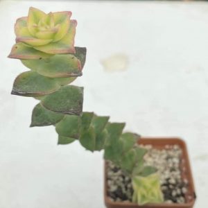 Crassula perforata f. variegata
