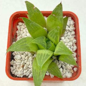 Haworthia nitidula
