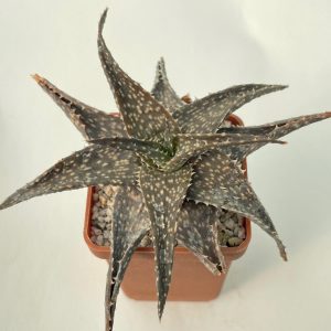 Aloe hybr.