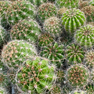 Echinopsis hybr.  - за 1шт.