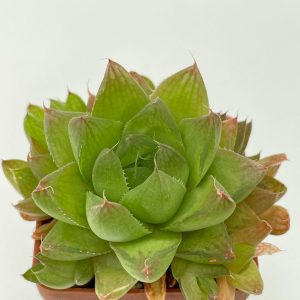 Haworthia cymbiformis