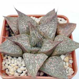 Haworthia esterhuizenii x emelyae v. picta