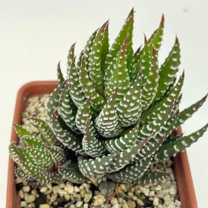 Haworthia reinwardtii v. peddiensis