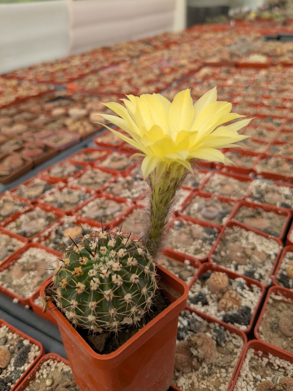 pseudolobivia aurea