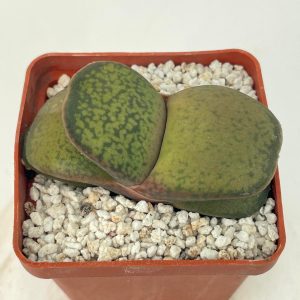 Gasteria brachyphylla var. bayeri «forma nana»