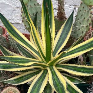 Agave lophantha quadricolor
