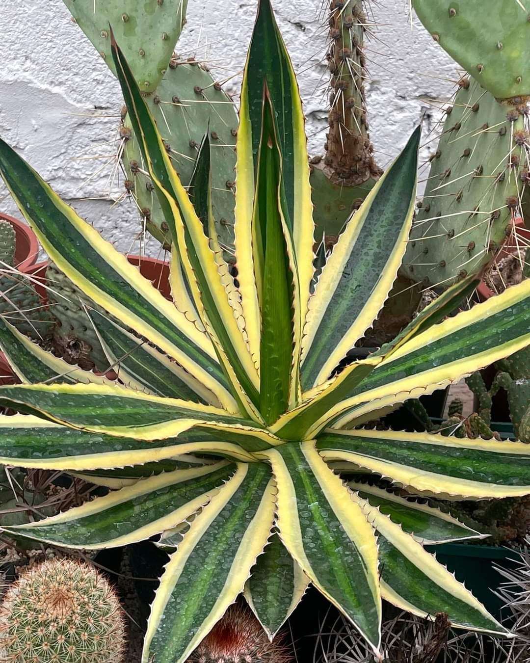 Agave lophantha quadricolor