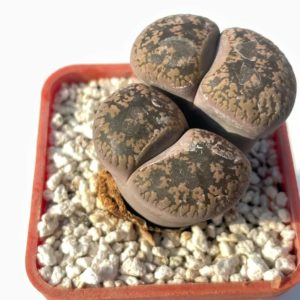 Lithops lesliei