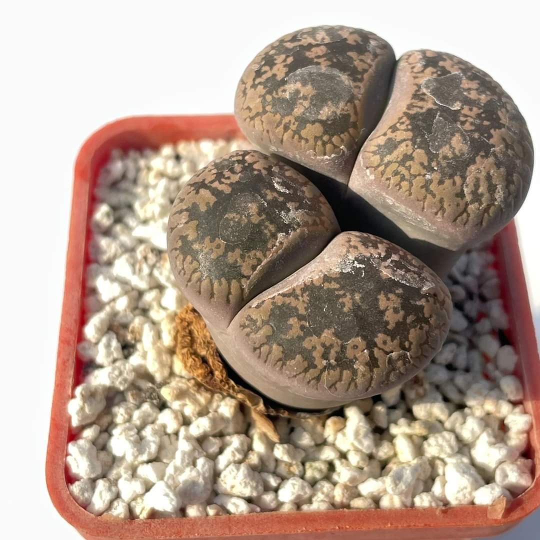 Lithops lesliei