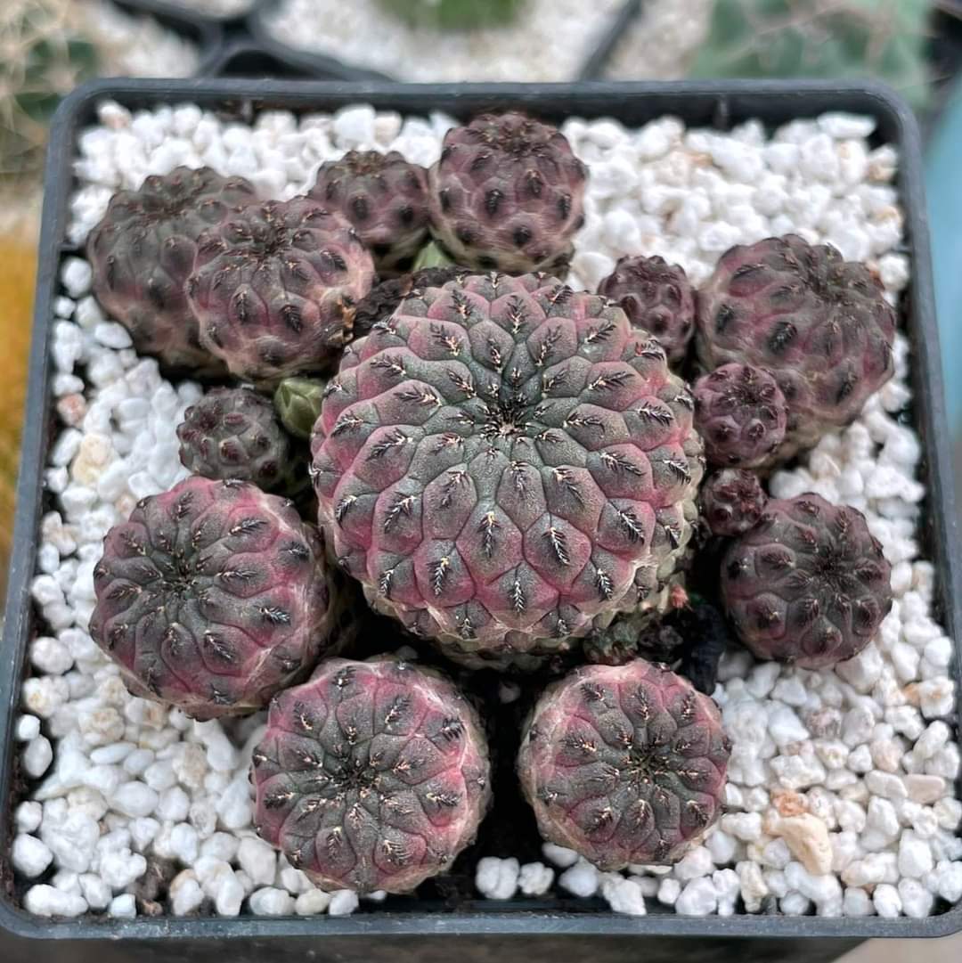 Sulcorebutia rauschii