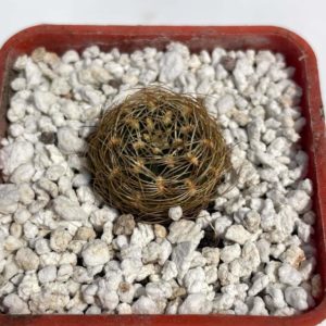Sulcorebutia swobodae HS 27A