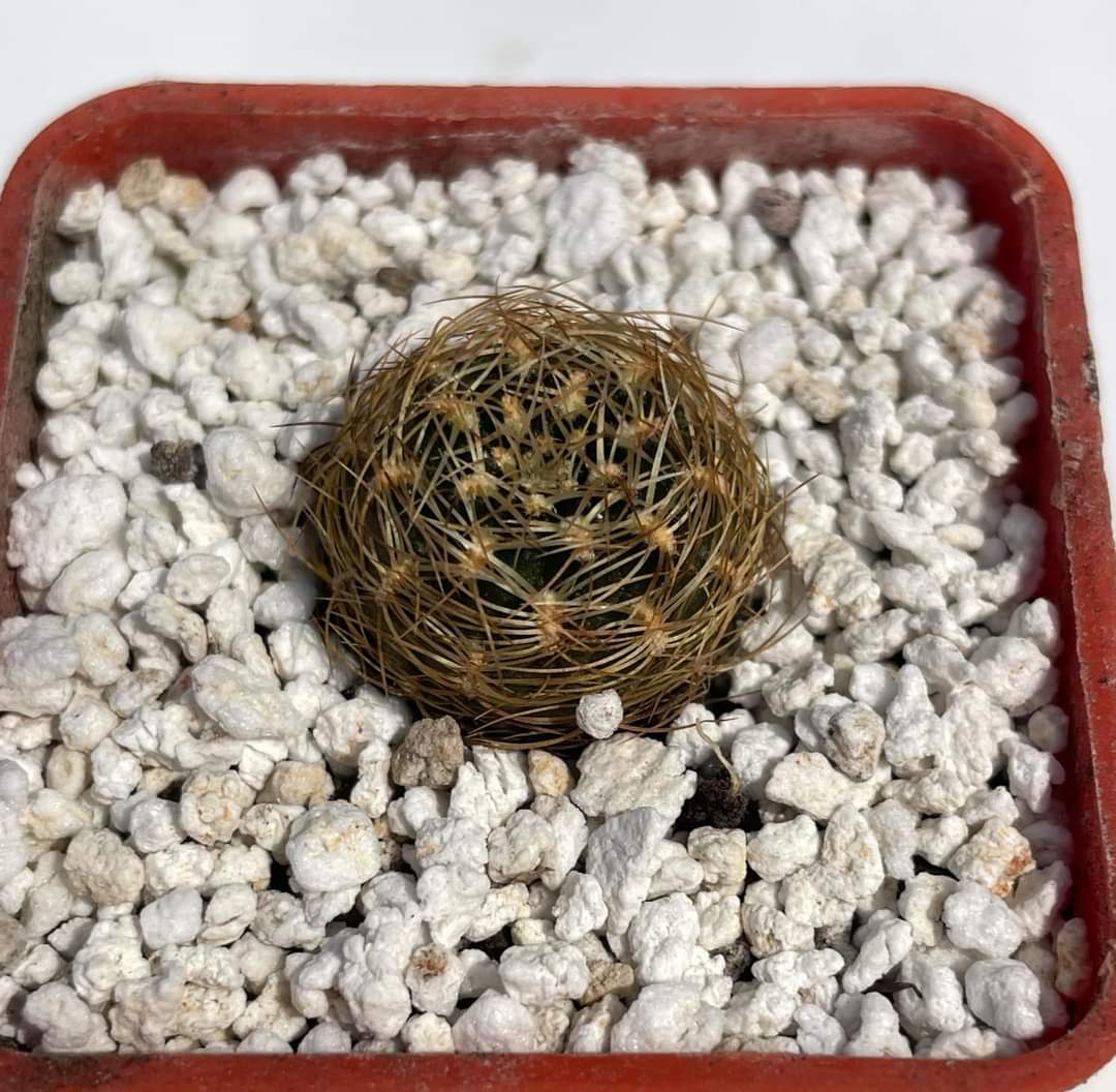 Sulcorebutia swobodae HS 27A