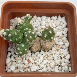Tephrocactus pentlandii