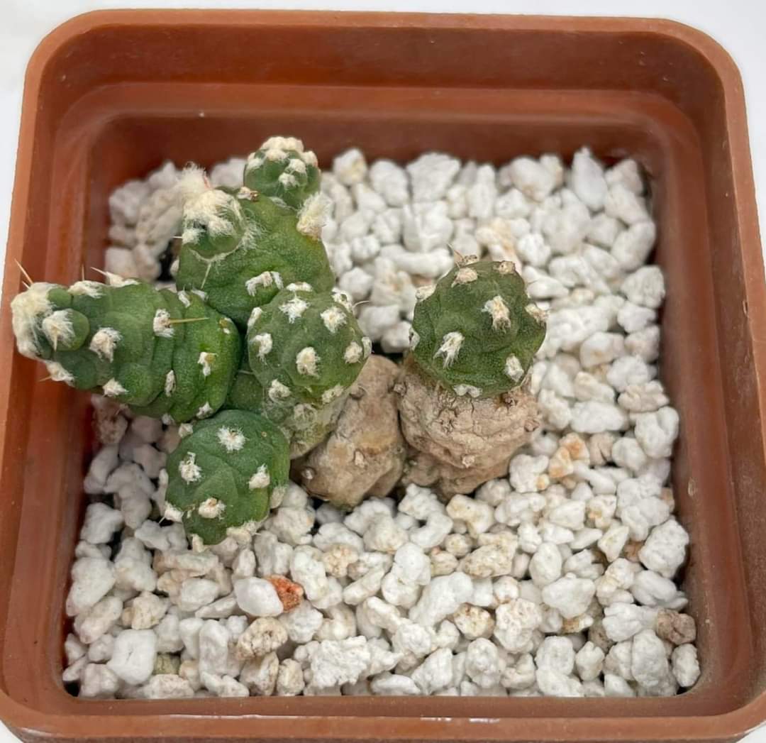 Tephrocactus pentlandii