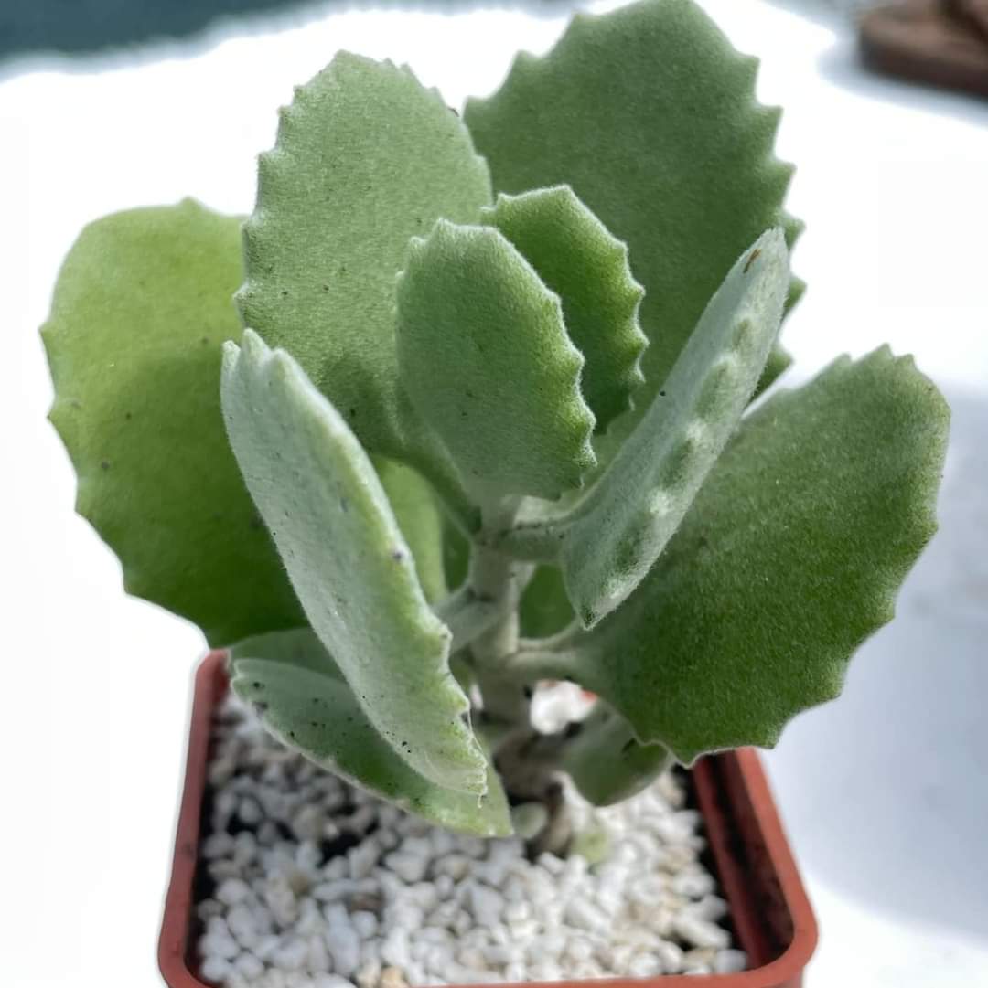 Kalanchoe milotii