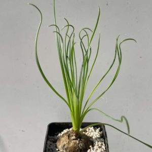 Albuca spiralis