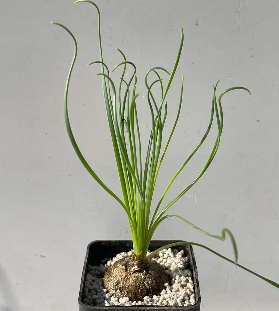 Albuca spiralis