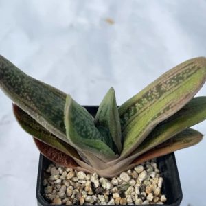 Gasteria cv. «little warty»