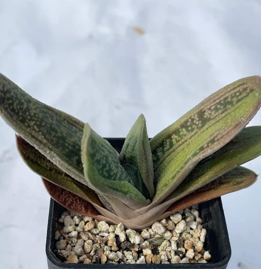 Gasteria cv. «little warty»