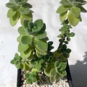 Plectranthus tomentosa