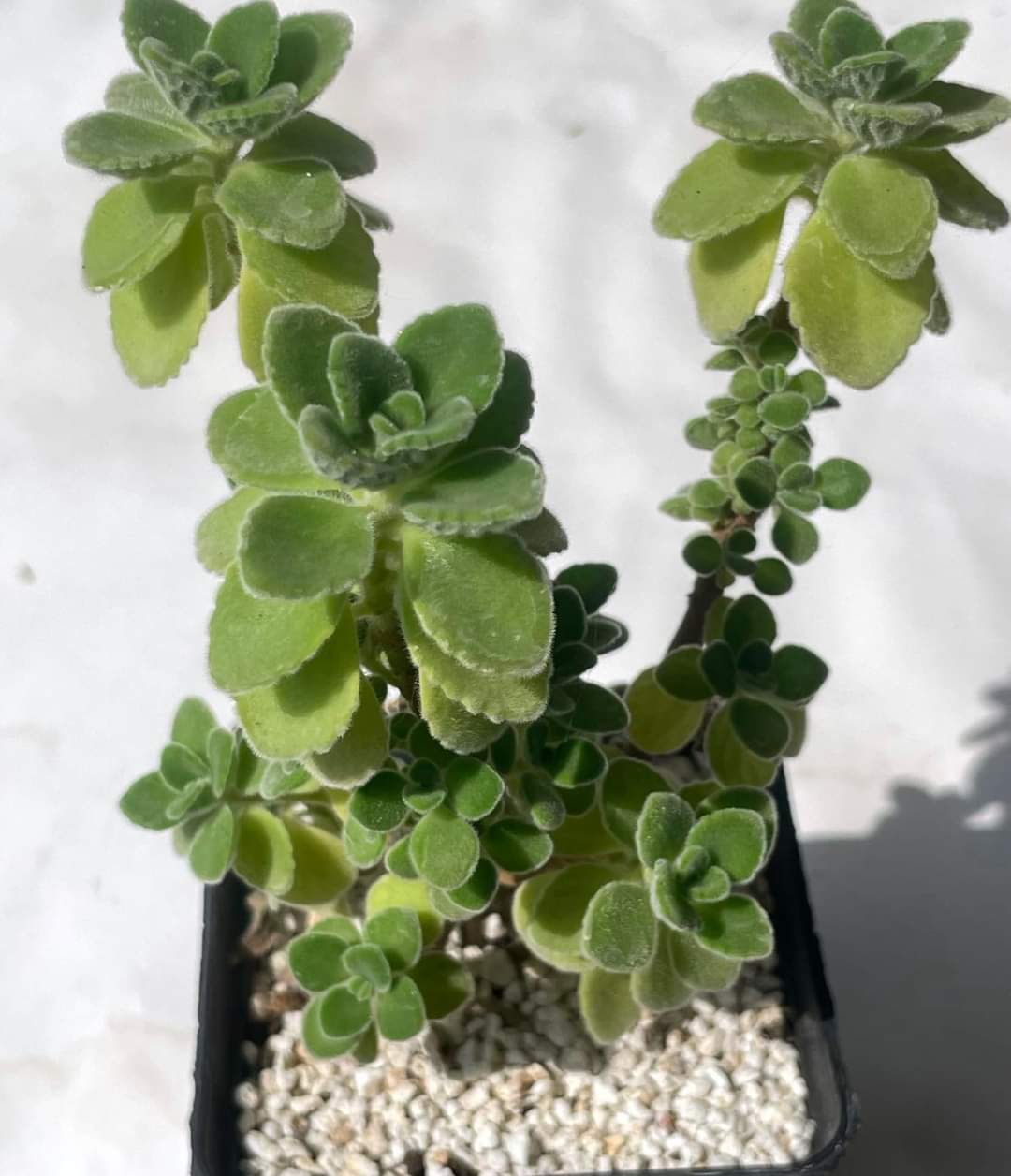 Plectranthus tomentosa