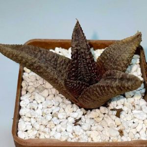 Haworthia koelmaniorum