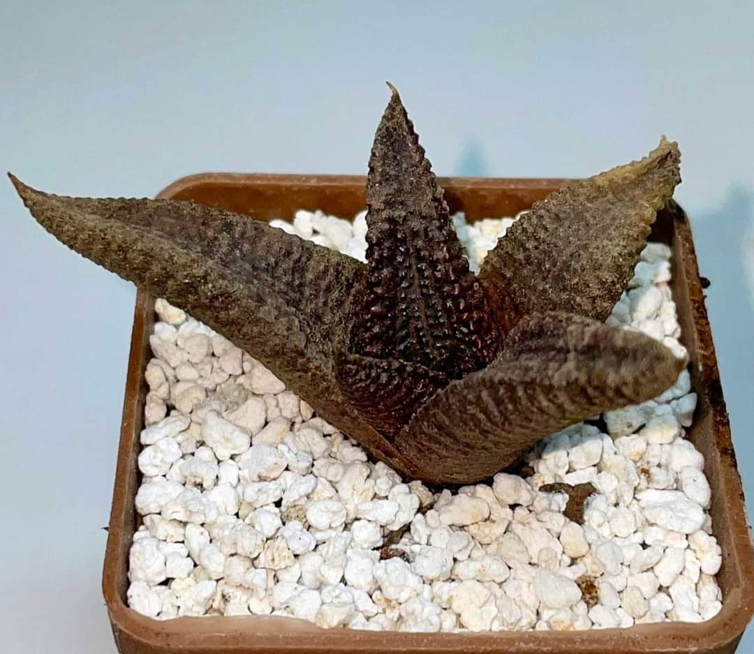 Haworthia koelmaniorum