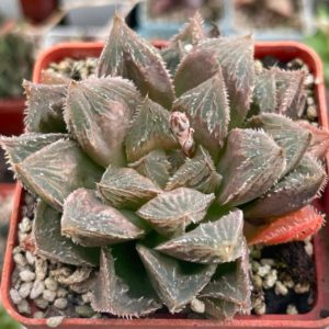 Haworthia  cooperi venusta x cv. " Cevagri"