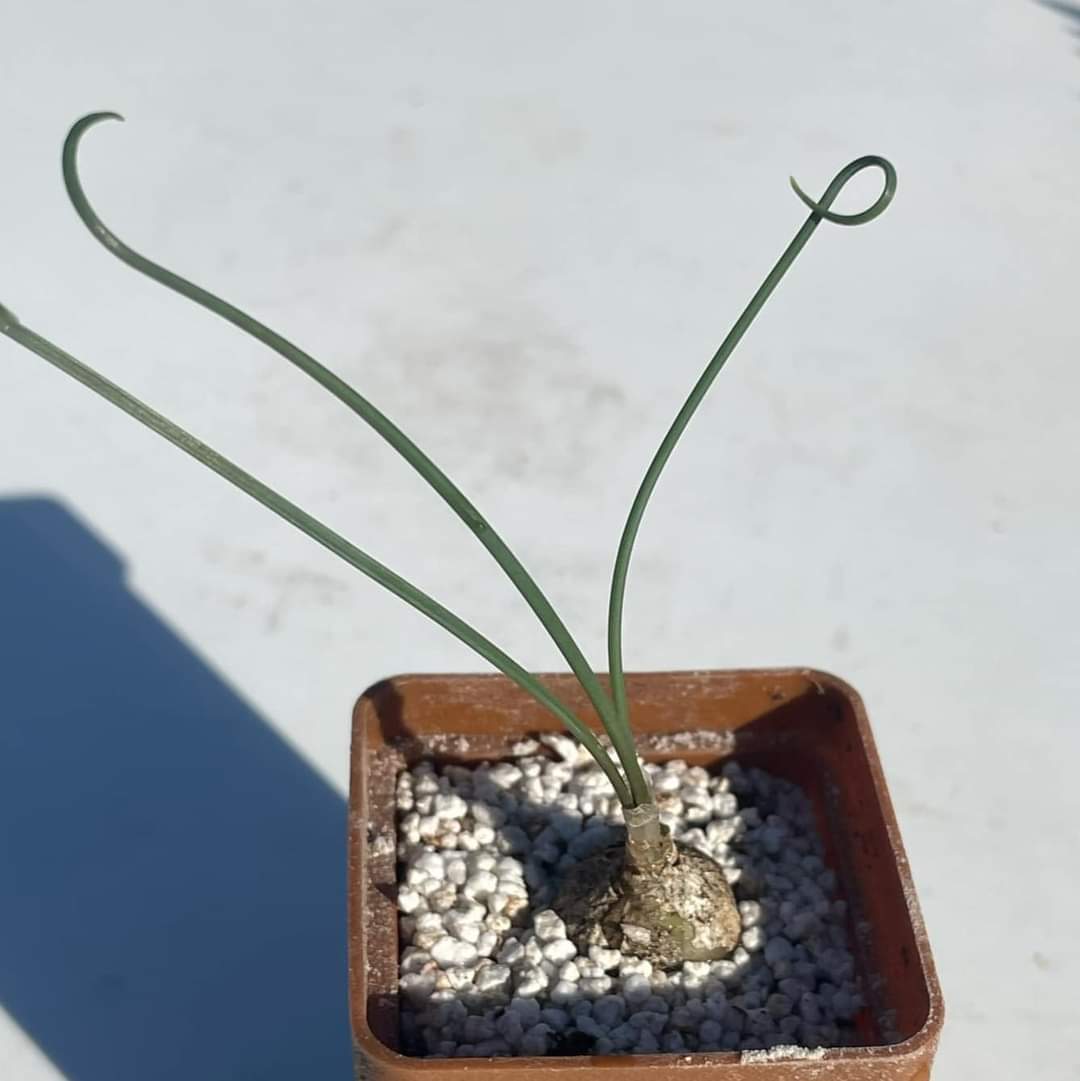 Albuca spiralis