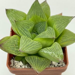 Haworthia retusa cv.  «Milky Way» -зелена