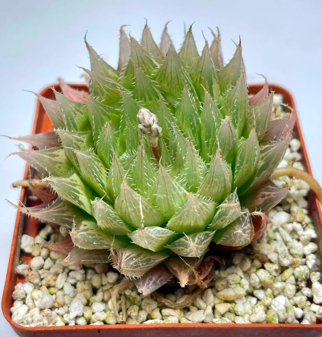 Haworthia bolusii