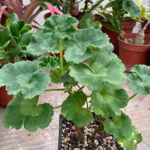 Pelargonia Rosebud Astrid