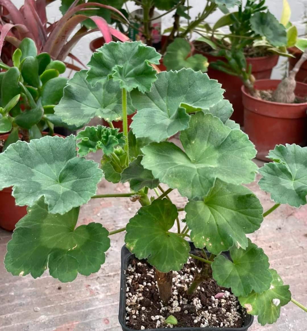 Pelargonia Rosebud Astrid