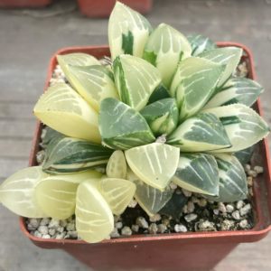 Haworthia heidelbergensis variegata