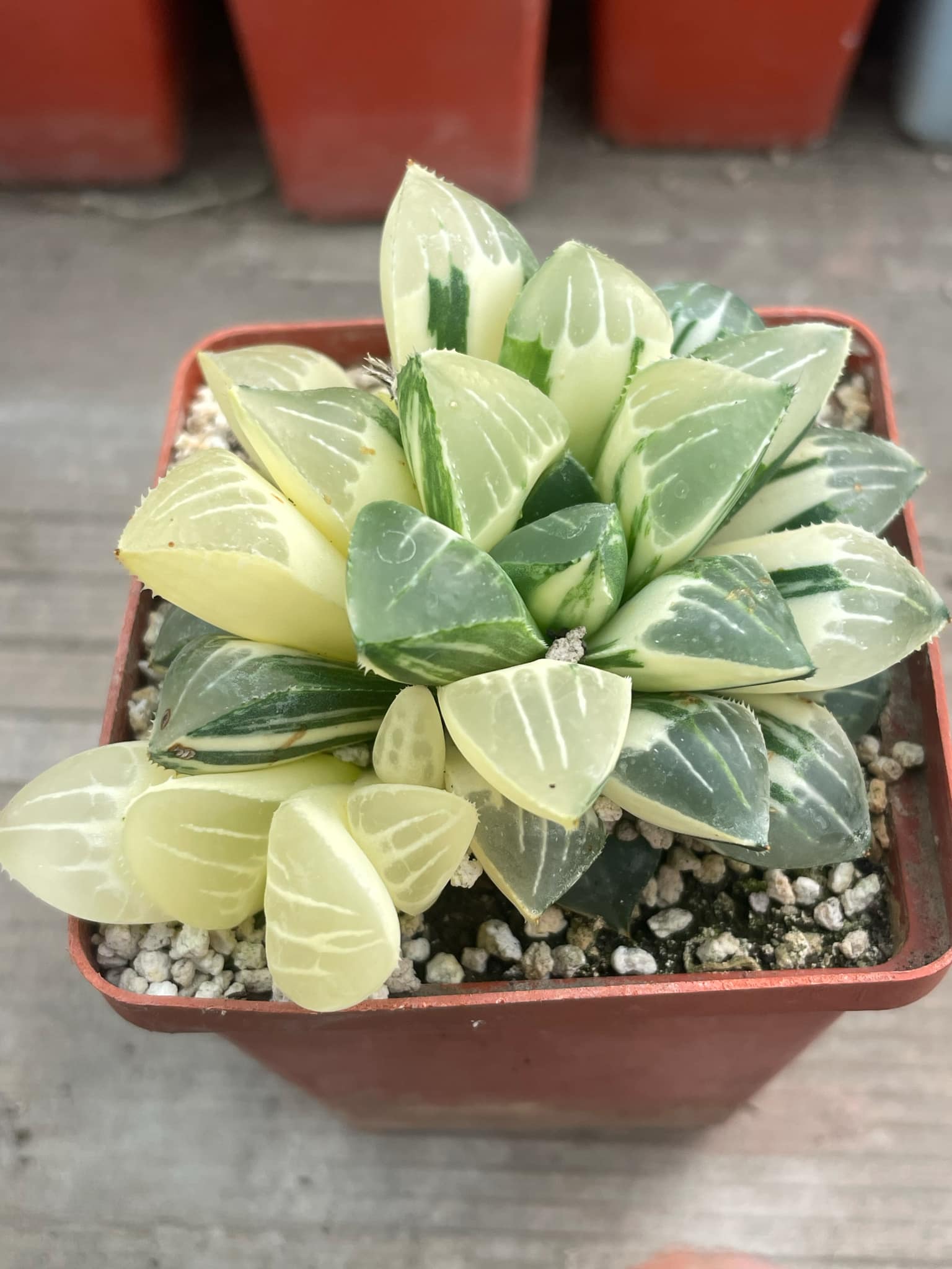Haworthia heidelbergensis variegata