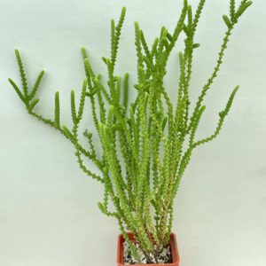 Crassula lycopodioides