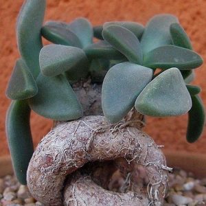 1314.1 MG aloinopsis peersii