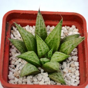 Haworthia cv. "Metallica"
