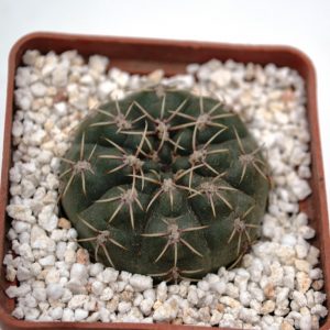 Gymnocalycium quehlianum