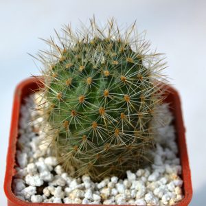 Rebutia simoneana