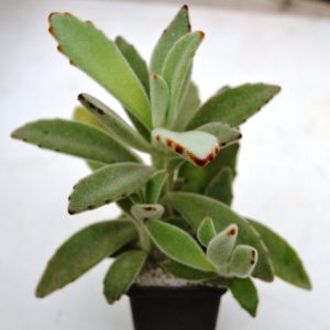 Kalanchoe tomentosa