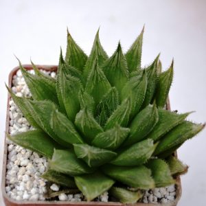 Haworthia herbacea x bolusii