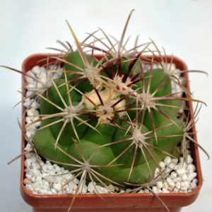 Thelocactus bicolor v.pottsii (PW 3733)