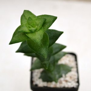 Crassula perforata
