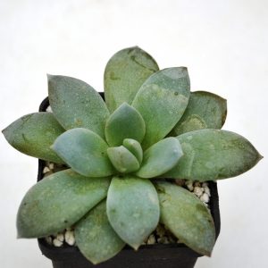 Echeveria lauii x cornicolor