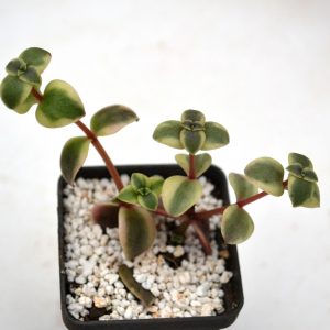 Crassula marginalis f. variegata