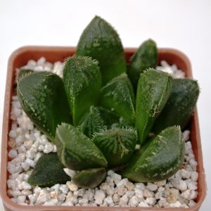 Haworthia  cooperi venusta x cv. " Cevagri"