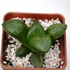 Haworthia comptoniana (Crystal )