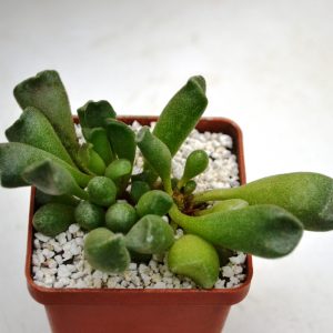 Adromischus cristatus var. clavifolius