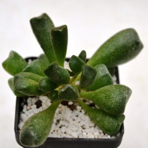 Adromischus cristatus var. clavifolius
